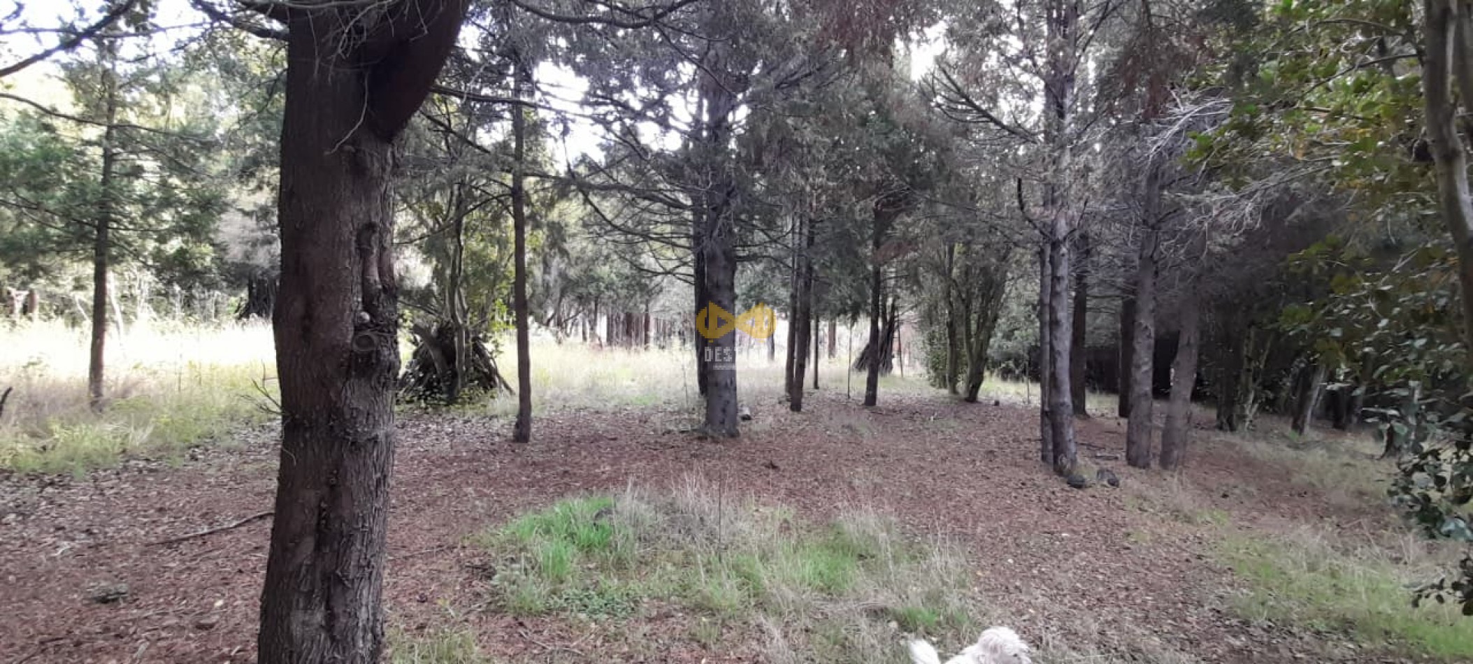 TERRENO EN VENTA, EPUYEN