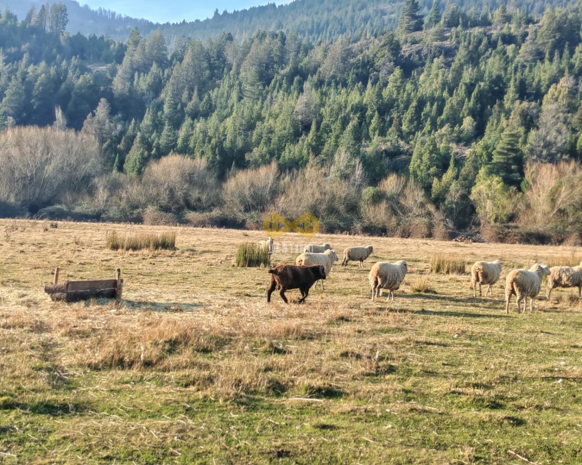 CHACRA EN VENTA, PEDREGOSO!